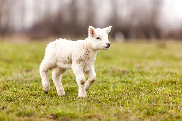 Sheep — Stock Photo, Image