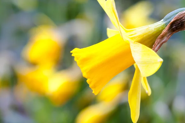 Gelbe Blüte — Stockfoto