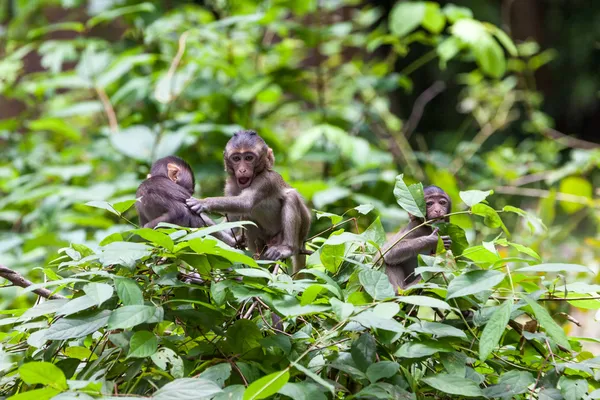 Monos. — Foto de Stock