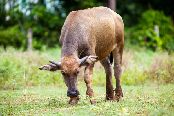 Büffel — Stockfoto