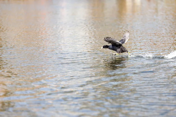 Coot — Stock Photo, Image