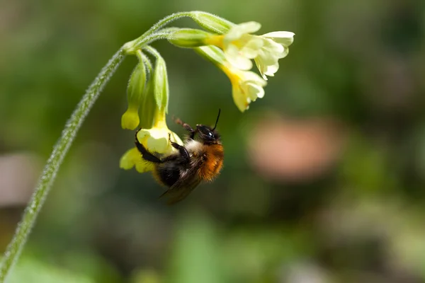 Hummel — Stockfoto