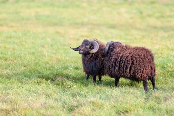 Får — Stockfoto