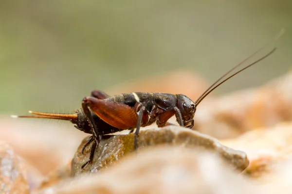 Grasshopper — Stock Photo, Image