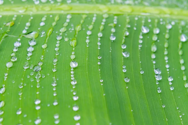 水の葉 — ストック写真