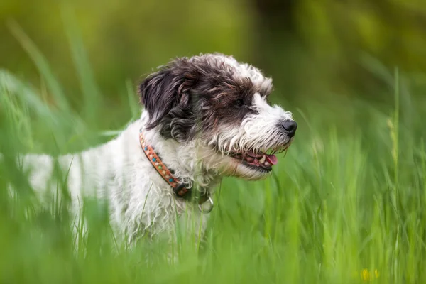 Jack russell terrier — Fotografie, imagine de stoc
