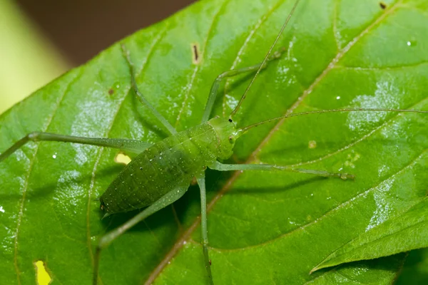 Grillo de arbusto moteado — Foto de Stock