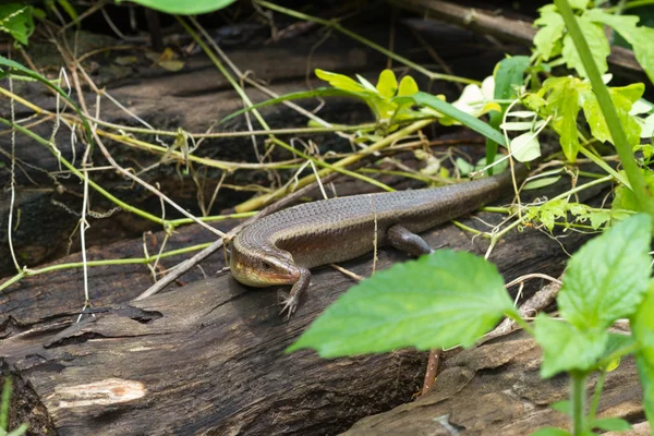 Salamander — Stock Photo, Image