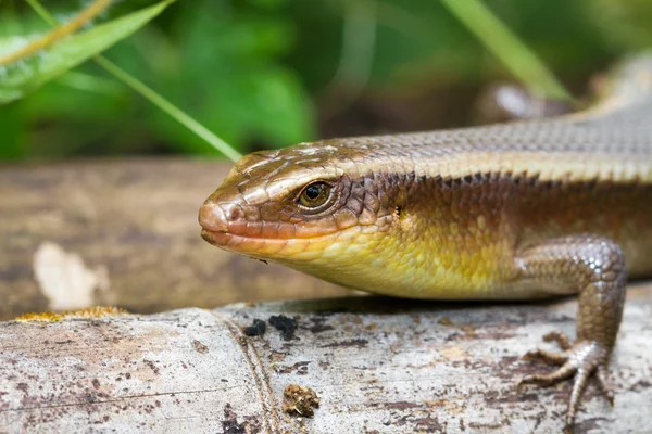 Salamander — Stock Photo, Image