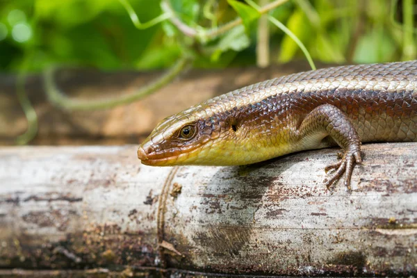 Salamander — Stockfoto