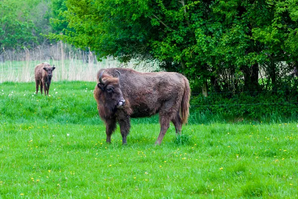 Wisent — Stock fotografie