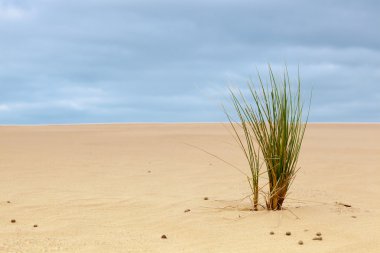 Ammophila arenaria