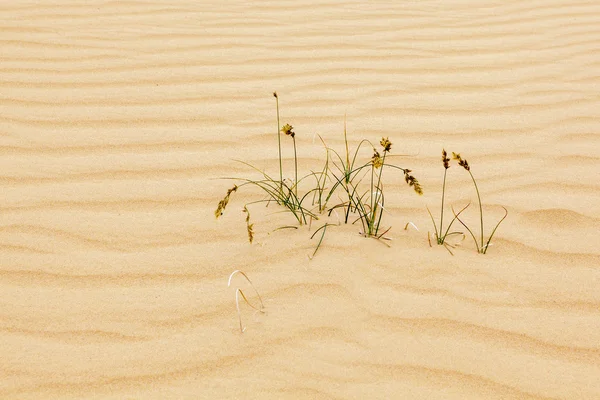 Sand am Strand — Stockfoto