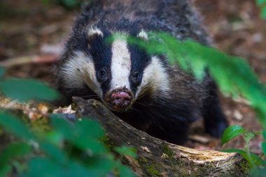 Avrupa porsuğu, dassen