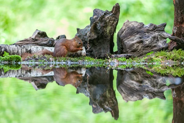 Rode eekhoorn — Stockfoto