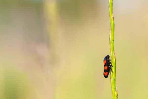 Froghopper — Stock Fotó