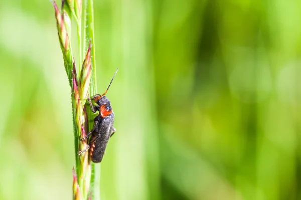 Cantharis nigricans — Fotografia de Stock