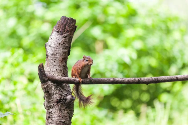 Rothörnchen — Stockfoto