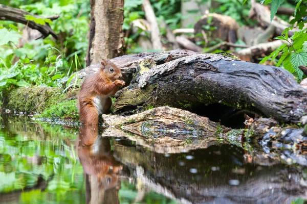 Rode eekhoorn — Stockfoto
