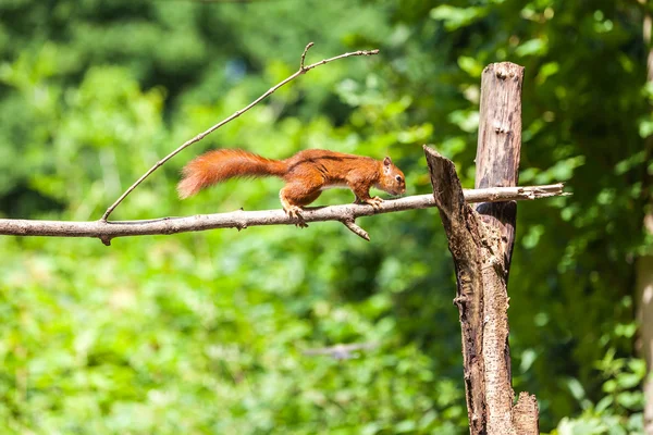 Kızıl sincap — Stok fotoğraf