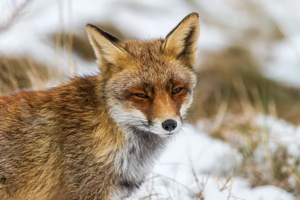 Foxes on watch — Stock Photo, Image