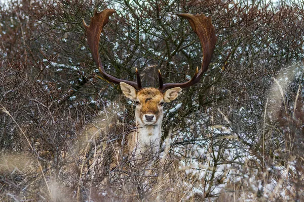 Nadasa geyik — Stok fotoğraf