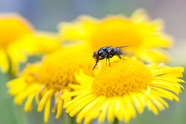 Fannia lustrator — Stok fotoğraf