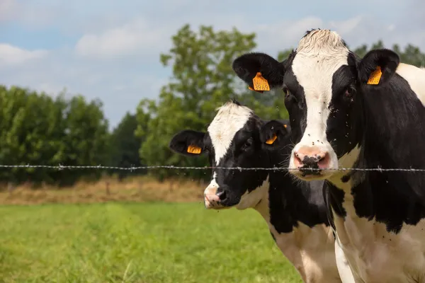 Dairy cattle — Stock Photo, Image