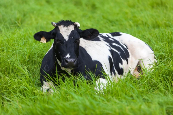 Dairy cattle — Stock Photo, Image