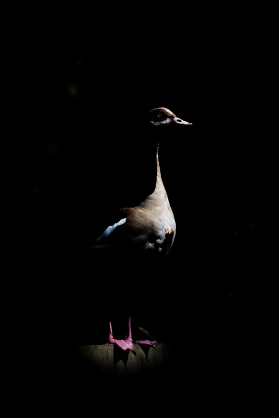 Ägyptische Gans — Stockfoto