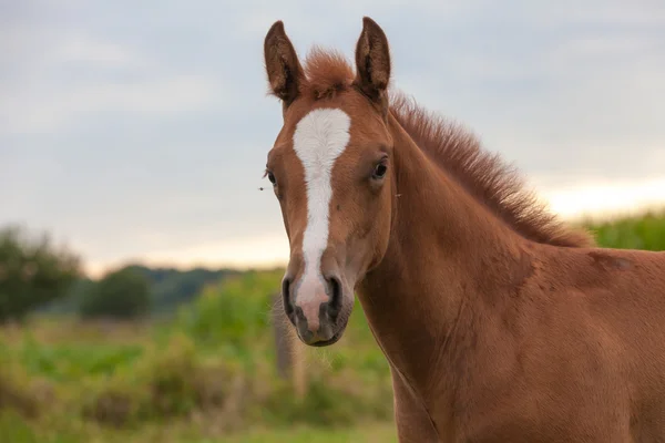 Mladí koně — Stock fotografie