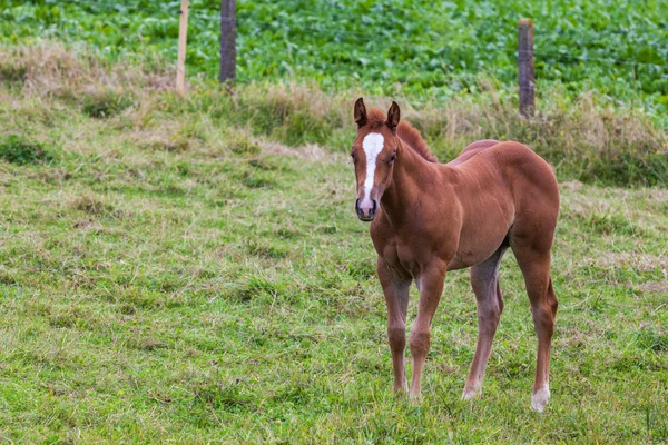 Jeune cheval — Photo