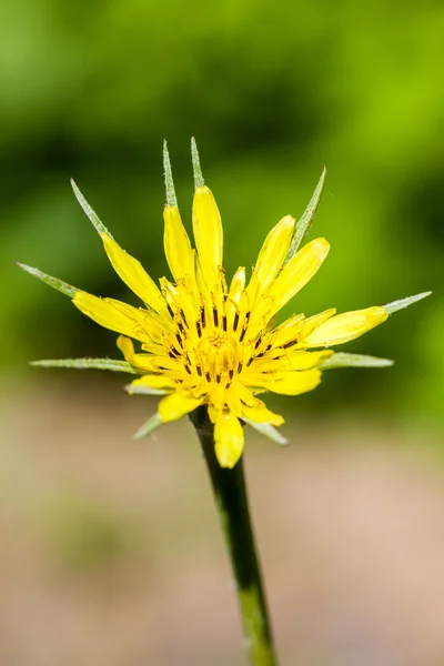 Tragopogon pratensis — Stok fotoğraf