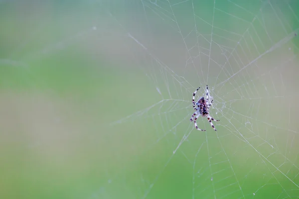 Pająk czeka w sieci web — Zdjęcie stockowe