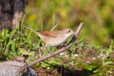 Eurasian Reed Warbler, Kleine Karekiet clipart