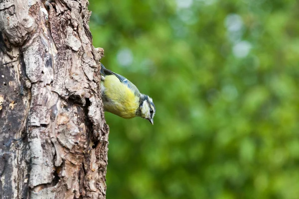 Blue tit, pimpelmees — Stock Photo, Image