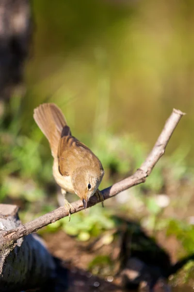 Eurasian Reed Warbler, Kleine Karekiet — Stock Photo, Image