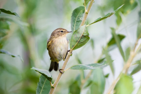 Common Chiffchaff, Tjiftjaf — Stock Photo, Image