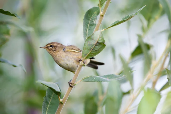 Chiffchaff común, tjiftjaf —  Fotos de Stock