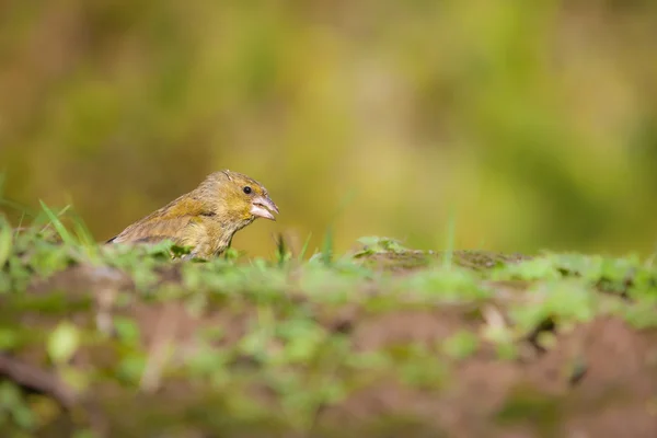 European Greenfinch, groenling — Stock Photo, Image