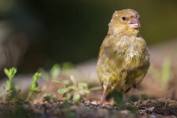 European Greenfinch, groenling — Stock Photo, Image