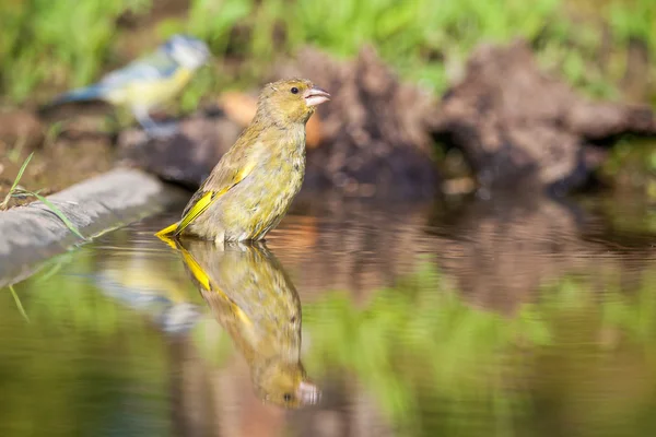 Zvonek, groenling — Stock fotografie