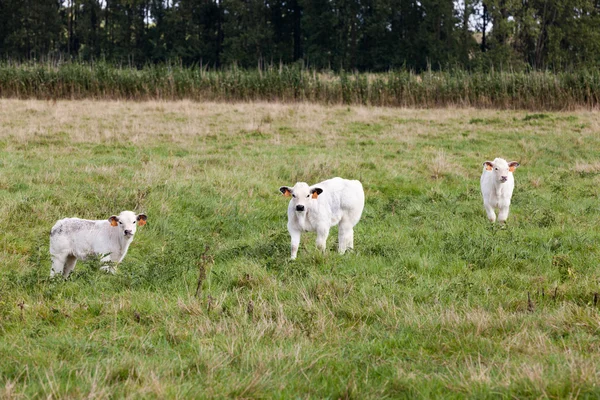 Три молодые коровы — стоковое фото