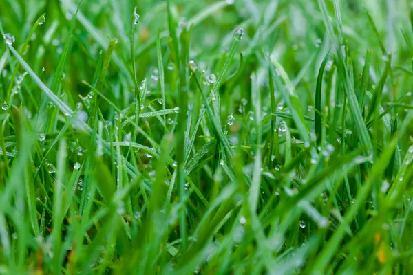 Goccia d'acqua erba — Foto Stock