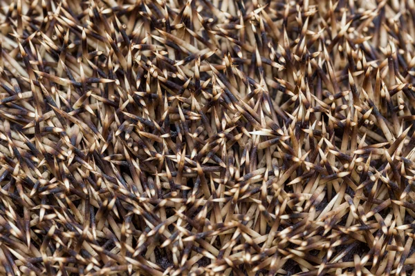 Hedgehog — Stock Photo, Image