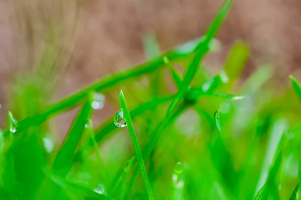 Kropli wody trawa — Zdjęcie stockowe