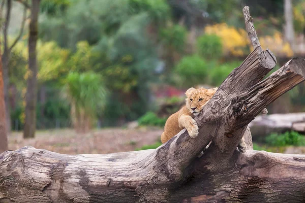 Lion — Stock Photo, Image