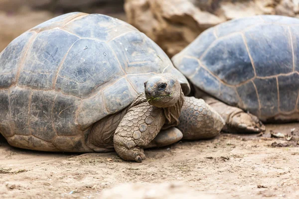 Zeeschildpad — Stockfoto