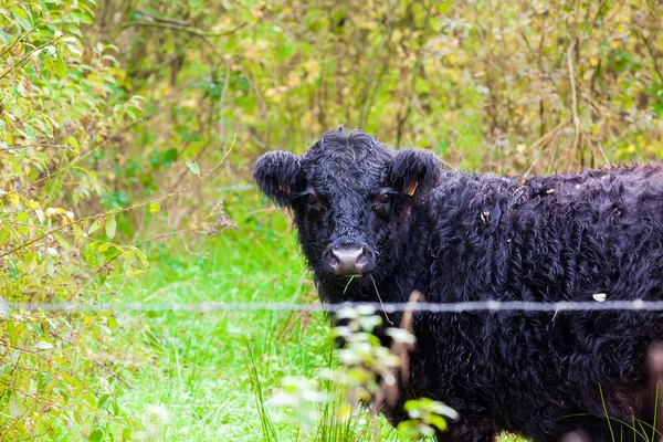 Galloway-Rinder Stockbild