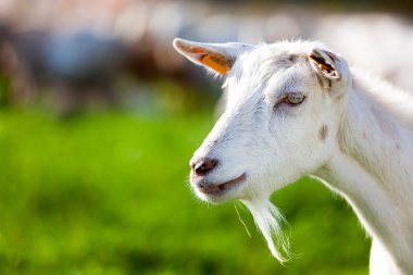 goat clipart